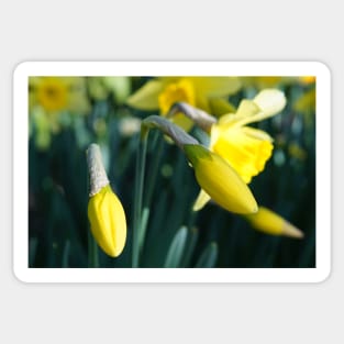 Daffodils Flower Buds unfurling Sticker